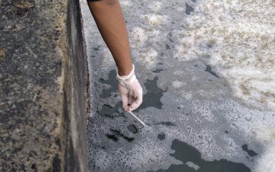 Mempertanyakan kematian penyu di sekitar PLTU Teluk Sepang Bengkulu