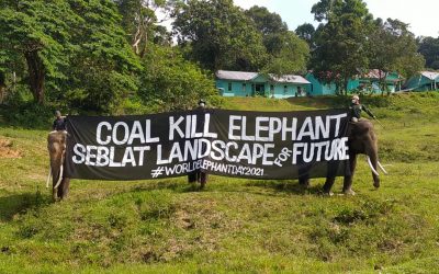 Masa depan gajah Bengkulu dalam kepungan tambang batu bara