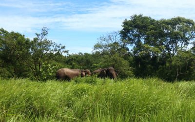 Ratusan hektar hutan habitat gajah di Bengkulu kembali dirambah