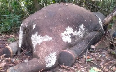 Gajah mati di jalur gergaji di Seblat, langkah mundur konservasi gajah Sumatera